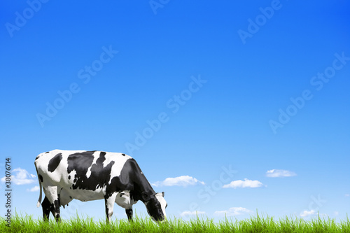 Photo: Kuhmilch Kuhmilch