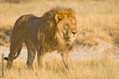Photo: Male lion Male lion