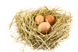 Fresh eggs