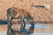 Spotted hyena drinking
