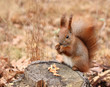 Squirrel