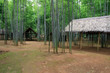 tropical forest in Myanmar with bamboo piles tropical forest in Myanmar with bamboo piles