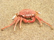 RED CRAB ON THE BEACH SAND