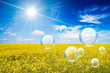 sunny oilseed bubbles