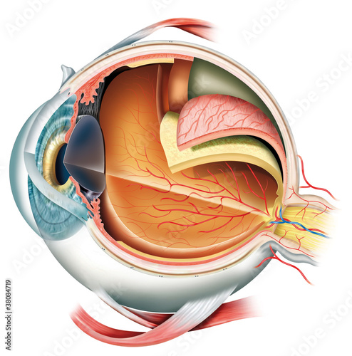 Illustration: Anatomy of the eye Anatomy of the eye