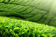 Tea plantation Cameron highlands, Malaysia