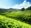 Tea plantation Cameron highlands, Malaysia
