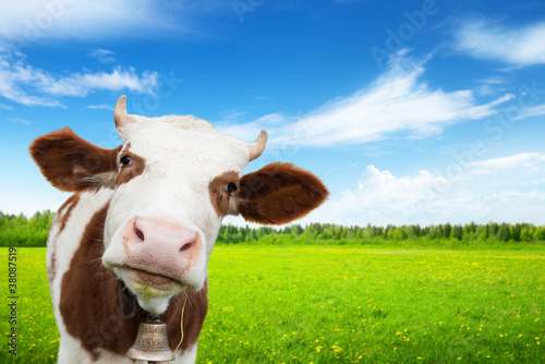 Photo: cow and field of fresh grass cow and field of fresh grass