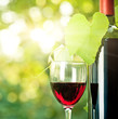 Red wine bottle, one glass and young vine Red wine bottle, one glass and young vine