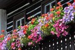 Fiori dal balcone
