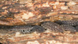 Woodlouses on wood, macro photo