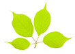 Foto: 新緑 新緑