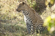 Intense Leopard