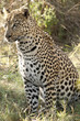 Seated Leopard