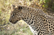 Leopard-You got my attention