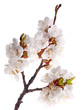 light sakura branch on white light sakura branch on white