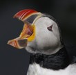 Arctic / Atlantic Puffin, Fratercula arctica, Iceland