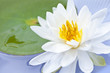 Lotus flower