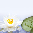 Lotus flower