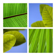 feuille, végétal, texture, fond, jardin, plante, vert, macro