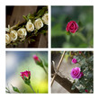 rose, fleur, rosier, roses, roseraie, jardin, jardinage
