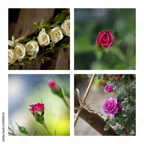 Foto: rose, fleur, rosier, roses, roseraie, jardin, jardinage rose, fleur, rosier, roses, roseraie, jardin, jardinage
