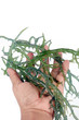 hand holding fresh green seaweed