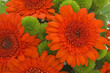 Bouquet from orange gerbera.