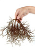 hand holding fresh brown seaweed