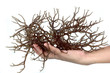 hand holding fresh brown seaweed