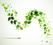 branch with fresh green leaves