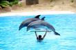 Two dolphins jumping over instructor