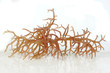 fresh bright brown seaweed with reflection