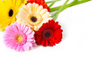 Gerbera Strauß