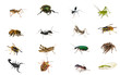 Foto: Set of insects isolated on white background Set of insects isolated on white background