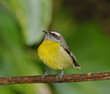 Photo: Bananaquit Bananaquit