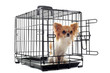 chihuahua en cage