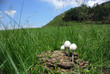 Toadstool growing in Cow Dung
