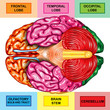 Human brain underside view Human brain underside view