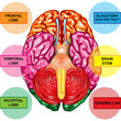 Human brain underside view Human brain underside view