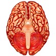 Human brain underside view vector Human brain underside view vector