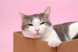 Katze im Schachtel