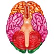 Human brain underside view vector Human brain underside view vector