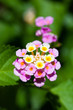 lantana_camara_var_02