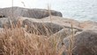 Video: summer scene of reeds waving in the winds very sunny summer scene of reeds waving in the winds very sunny