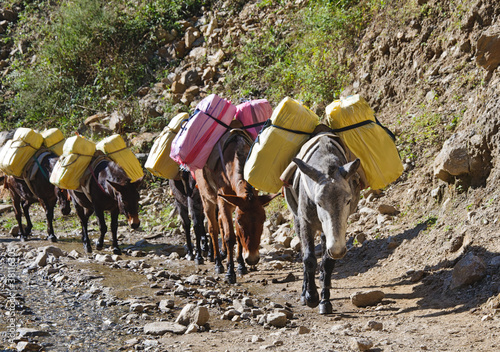 Photo: Donkey caravan in mountains of Nepal Donkey caravan in mountains of Nepal