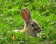 Wild Rabbit