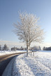 Lonely Tree at the Road