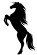 rearing up horse fine vector silhouette