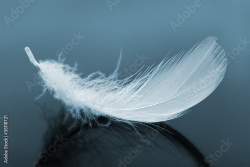 Photo: Feather Feather